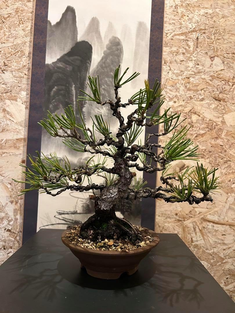 白木盆栽園 錦松 樹高63センチ 盆栽黒松赤松五葉松真柏雑木趣味観葉植物 白木盆栽園 錦松 樹高63センチ 盆栽黒松赤松五葉松真柏雑木趣味観葉植物